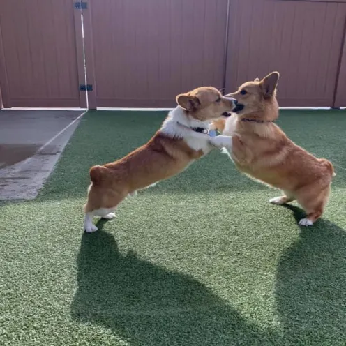 2 corgis playing